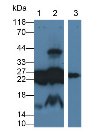 MAB404Ra27.jpg