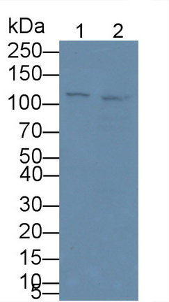 MAB405Hu21.jpg