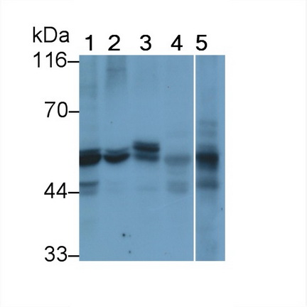 MAB425Hu22.jpg