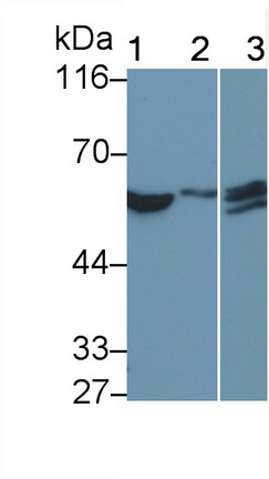 MAB425Hu23.jpg