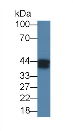 Monoclonal Antibody to Ovalbumin (OVA)