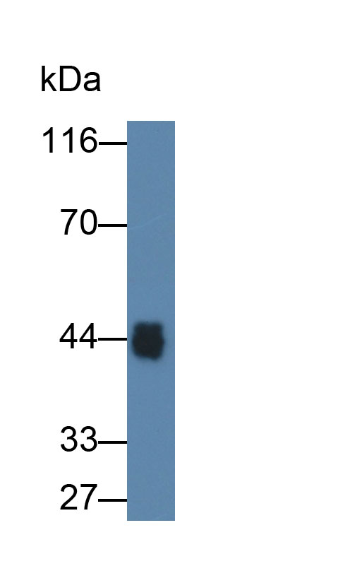 Monoclonal Antibody to Ovalbumin (OVA)