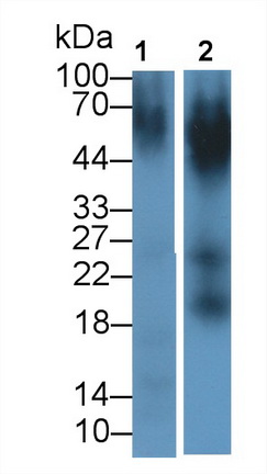 MAB474Hu21.jpg