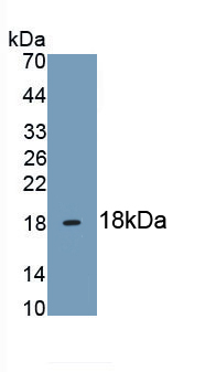 Monoclonal Antibody to Heparin Binding Epidermal Growth Factor Like Growth Factor (HBEGF)