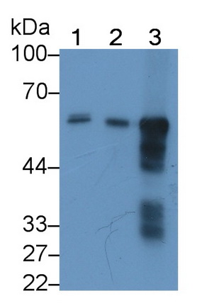 MAB482Hu22.jpg