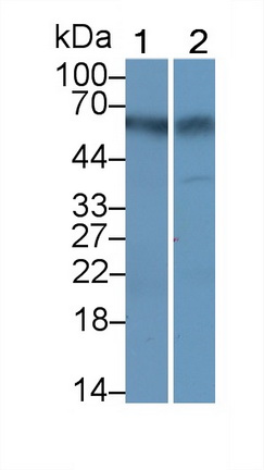 MAB482Hu23.jpg