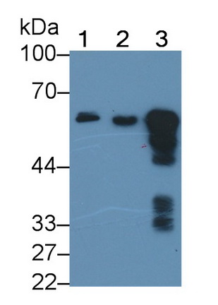 MAB482Hu24.jpg