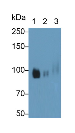 MAB484Hu21.jpg