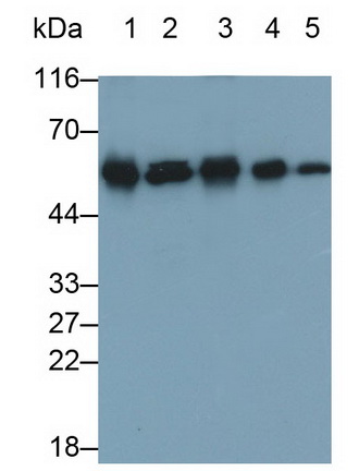 MAB486Ra21.jpg