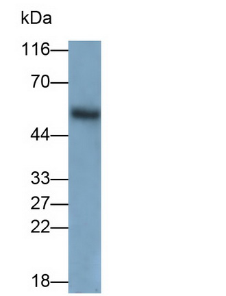 MAB486Ra23.jpg