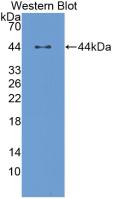 MAB496Hu22.jpg