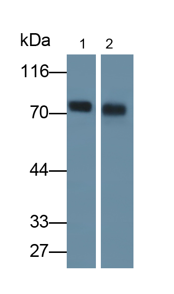 MAB503Hu22.jpg