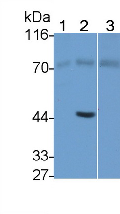 MAB503Hu23.jpg