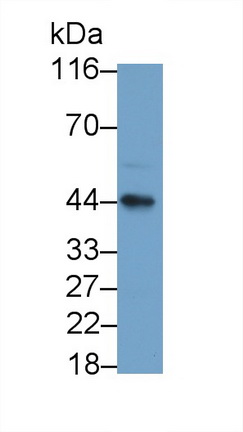 Monoclonal Antibody to Killer Cell Immunoglobulin Like Receptor 2DL1 (KIR2DL1)