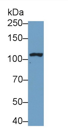 MAB532Hu21.jpg