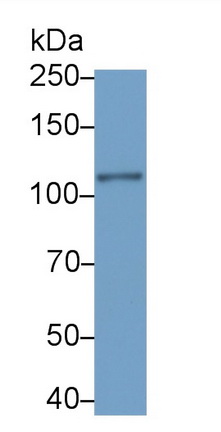 MAB532Hu22.jpg