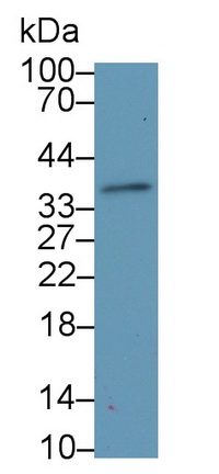 MAB540Hu21.jpg