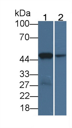 MAB547Hu21.jpg