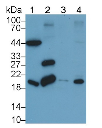 MAB559Hu24.jpg