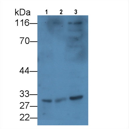 MAB563Hu21.jpg