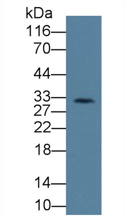 MAB563Hu22.jpg