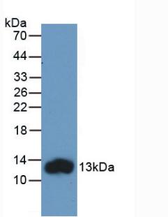 MAB566Hu21.jpg