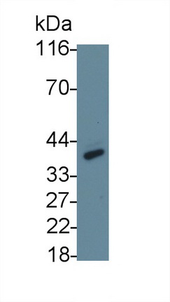 MAB582Hu21.jpg