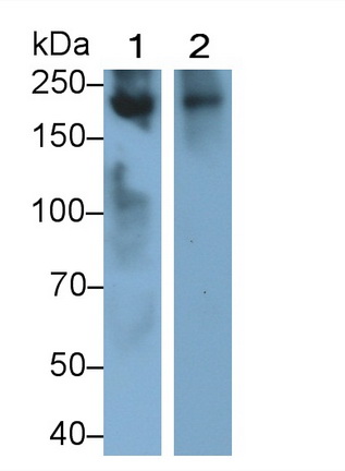 MAB593Hu21.jpg