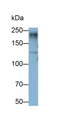 MAB593Hu23.jpg