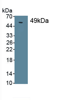 MAB623Hu22.jpg