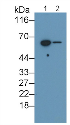 MAB638Hu21.jpg