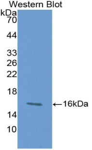 MAB651Hu21.jpg