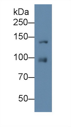 MAB659Hu21.jpg