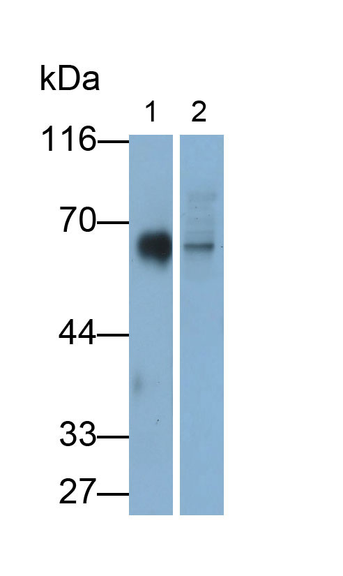 MAB669Hu21.jpg