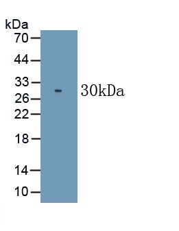 MAB669Hu22.jpg