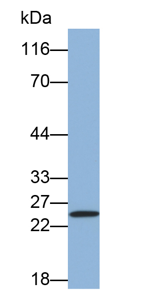 MAB685Hu26.jpg