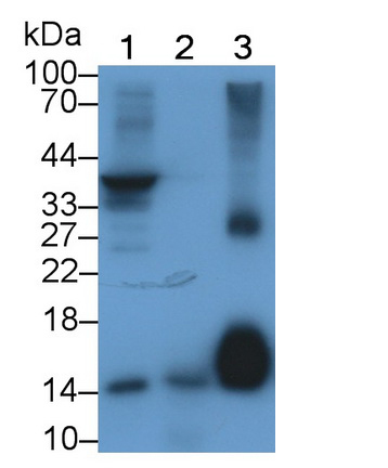 MAB693Hu24.jpg