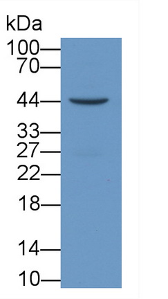 MAB696Hu22.jpg