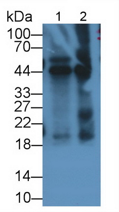 MAB696Hu23.jpg