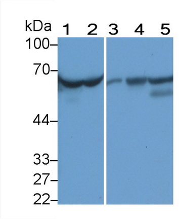 MAB697Hu21.jpg