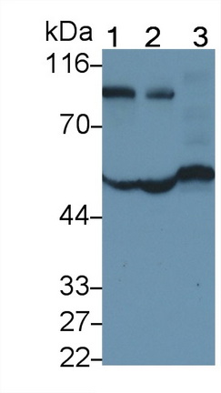 MAB697Hu22.jpg