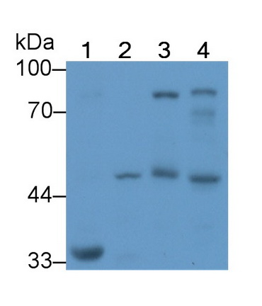 MAB697Hu23.jpg