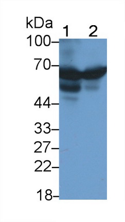 MAB697Hu24.jpg