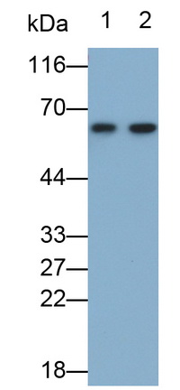 MAB697Hu27.jpg