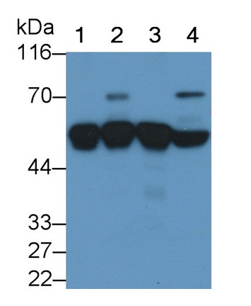 MAB697Ra21.jpg