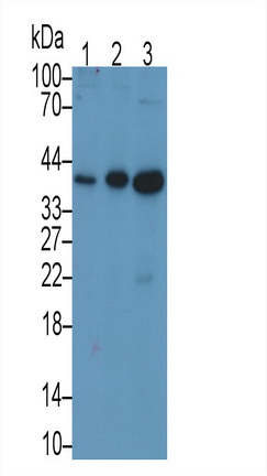 MAB703Hu22.jpg