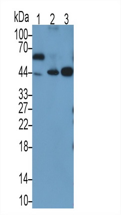 MAB703Hu25.jpg