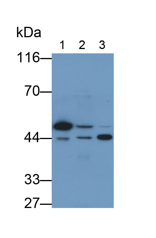 MAB703Hu26.jpg