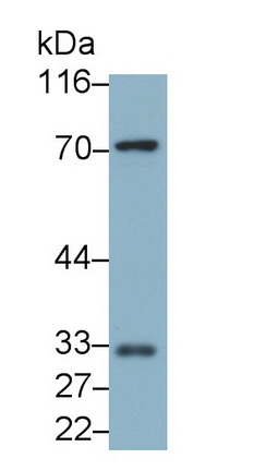 MAB731Mu22.jpg