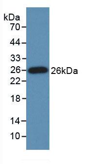 MAB753Hu22.jpg